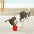 Gnawsome - Squeak Ball 2.5in