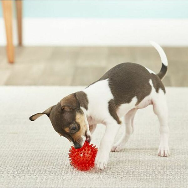 Gnawsome - Squeak Ball 2.5in