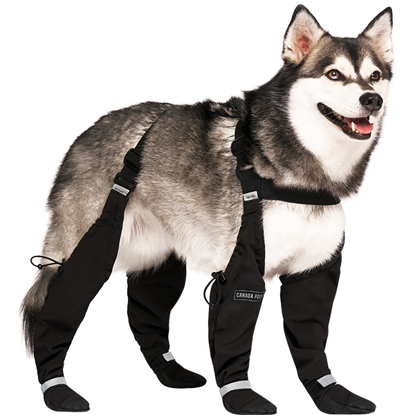 Canada Pooch Suspender Boots — Black, Size 2, Short