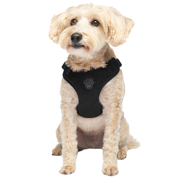 Canada Pooch Core Easy-On Step-In Harness – Black Small