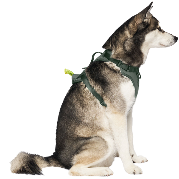 Canada Pooch Core Everything Harness with Poop Bag Dispenser – Green, S