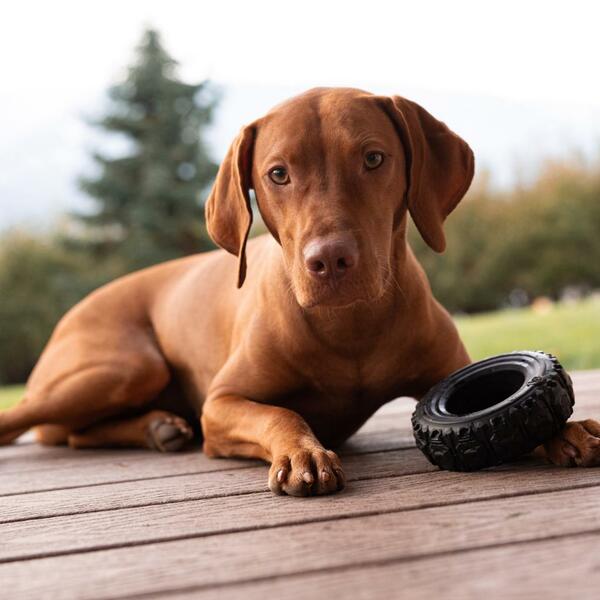 Spunky Pup Tire Reclaimed Rubber Chew Toy – Large
