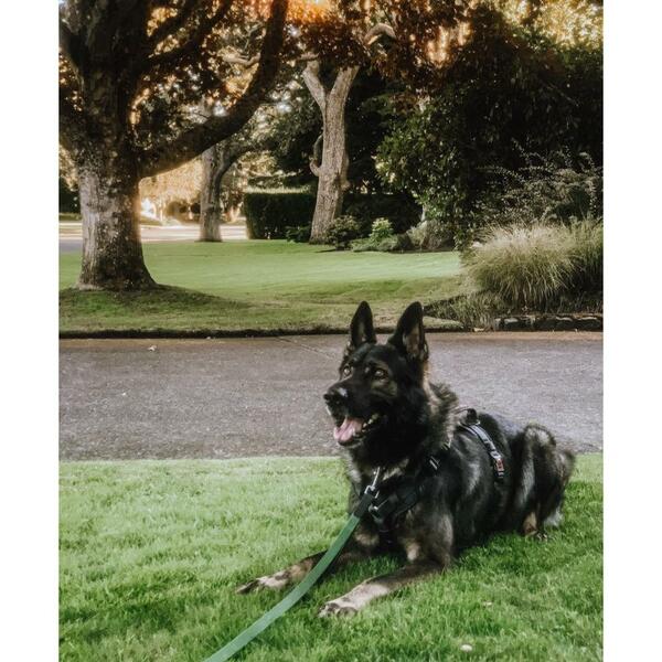 Smellydogz Double Handle Lead – Olive Green (0.75 in × 6 ft)