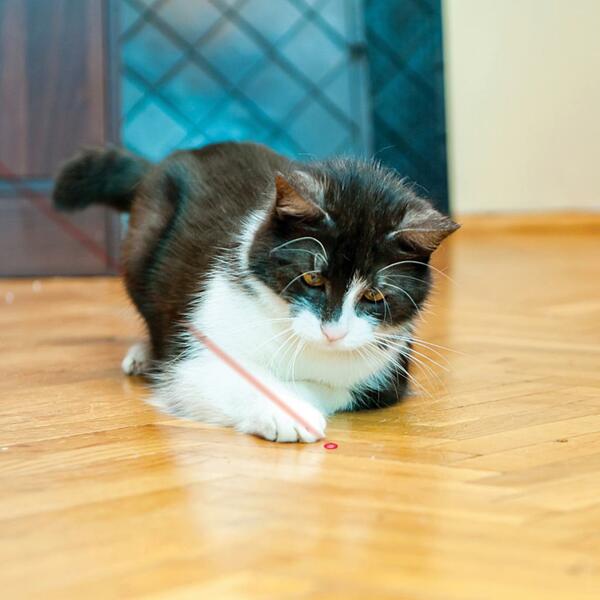 KONG Laser Pointer for Cats