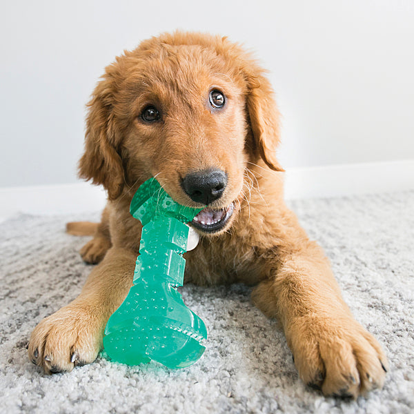 KONG Squeezz Dental Bone — Medium