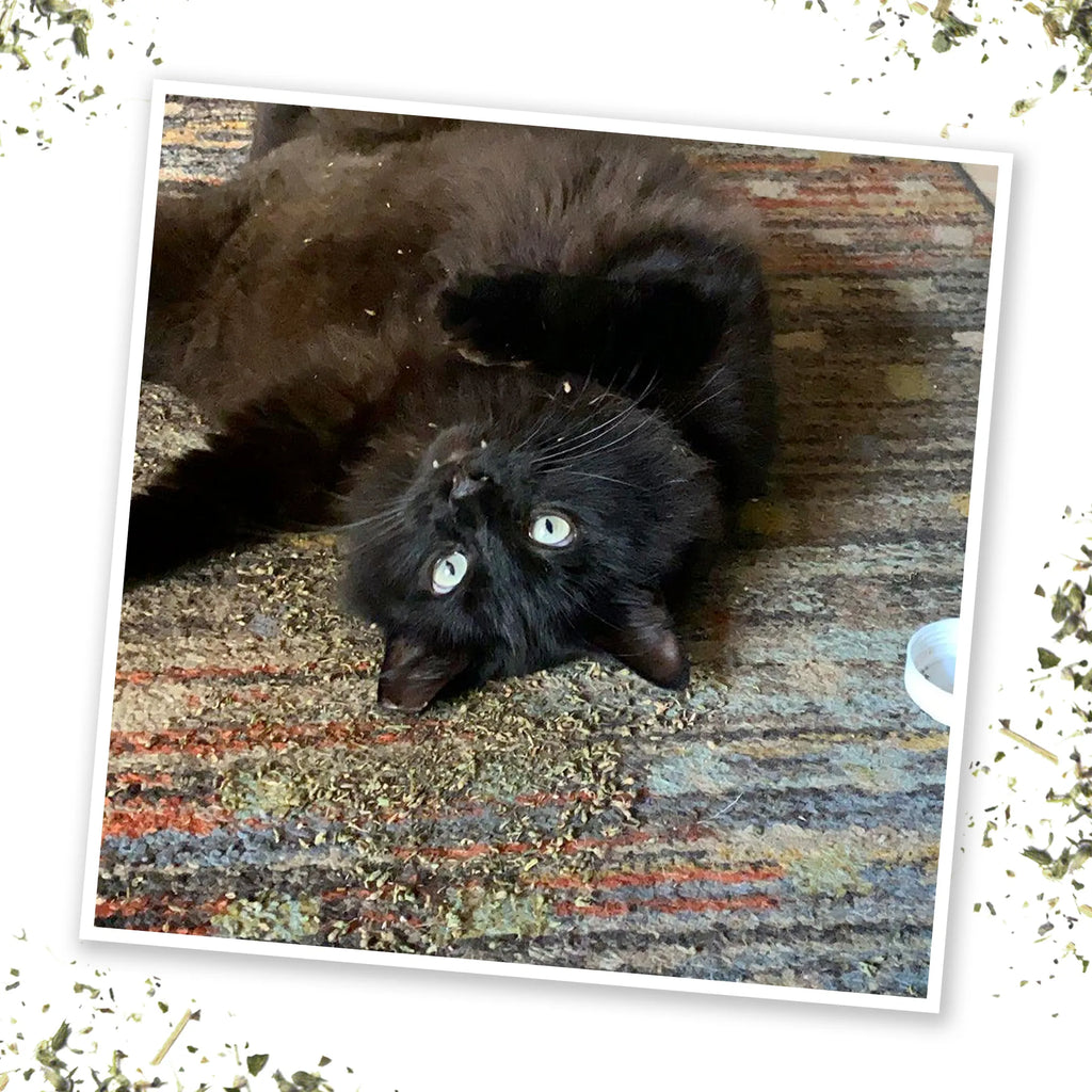 Meowijuana Honeysuckle Haze honeysuckle and organic catnip blend for cats