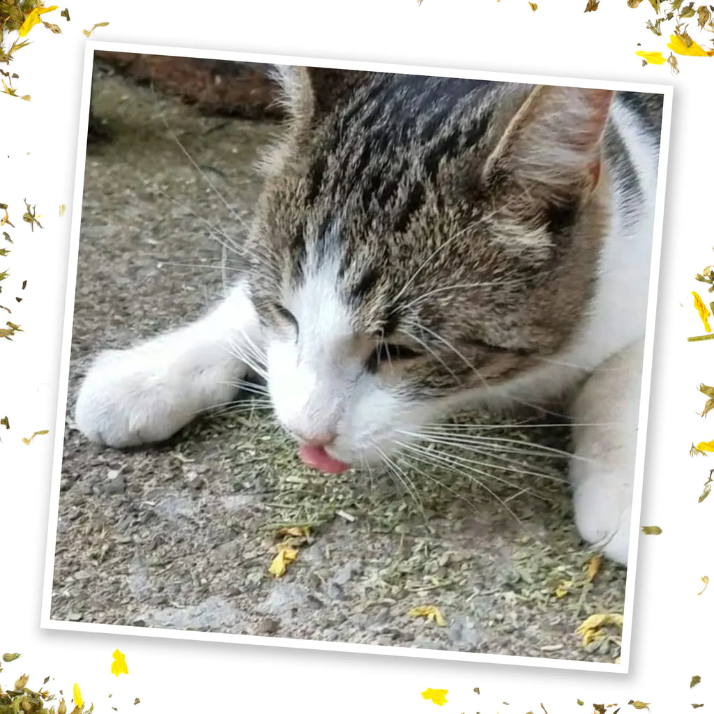Meowijuana Catnip Sierra Sunshine blend with sunflower petals honeysuckle and silvervine
