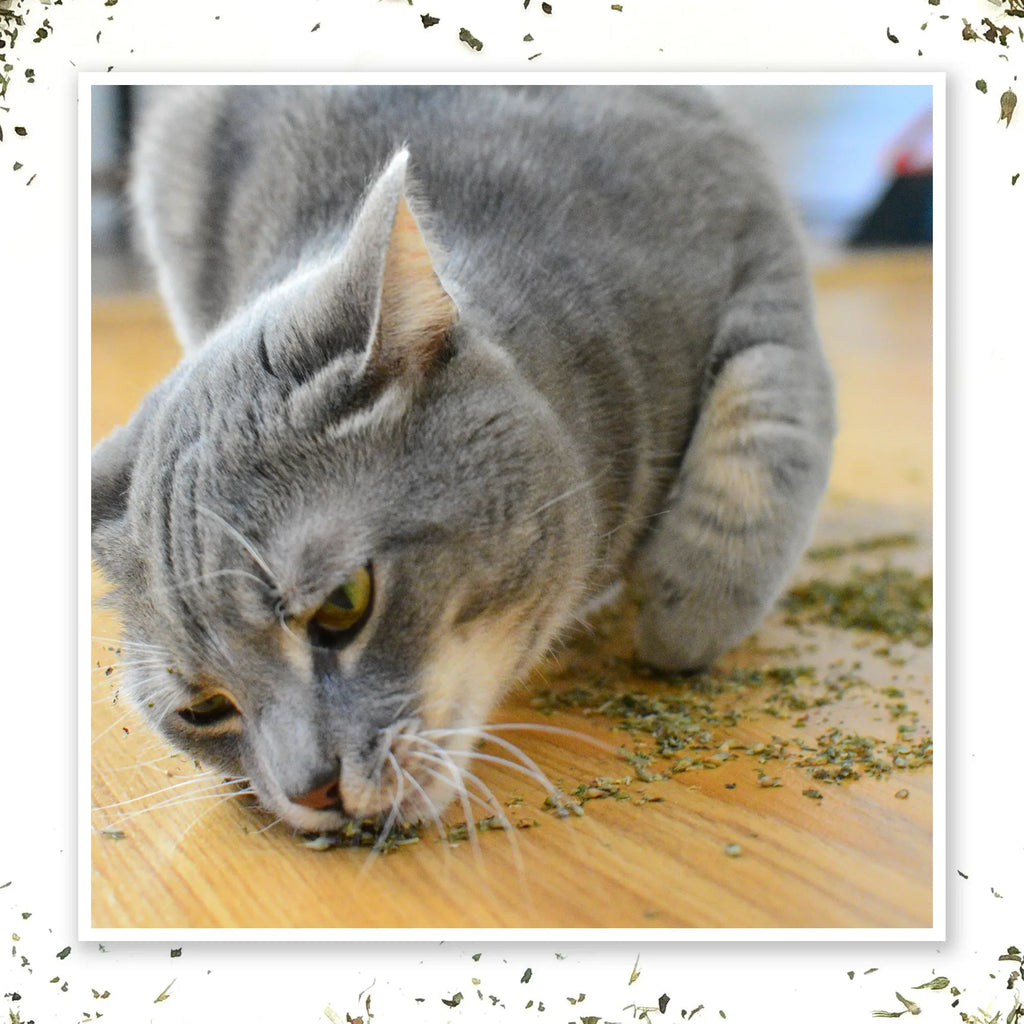 Meowijuana Purrple Passion catnip and silvervine blend for cats