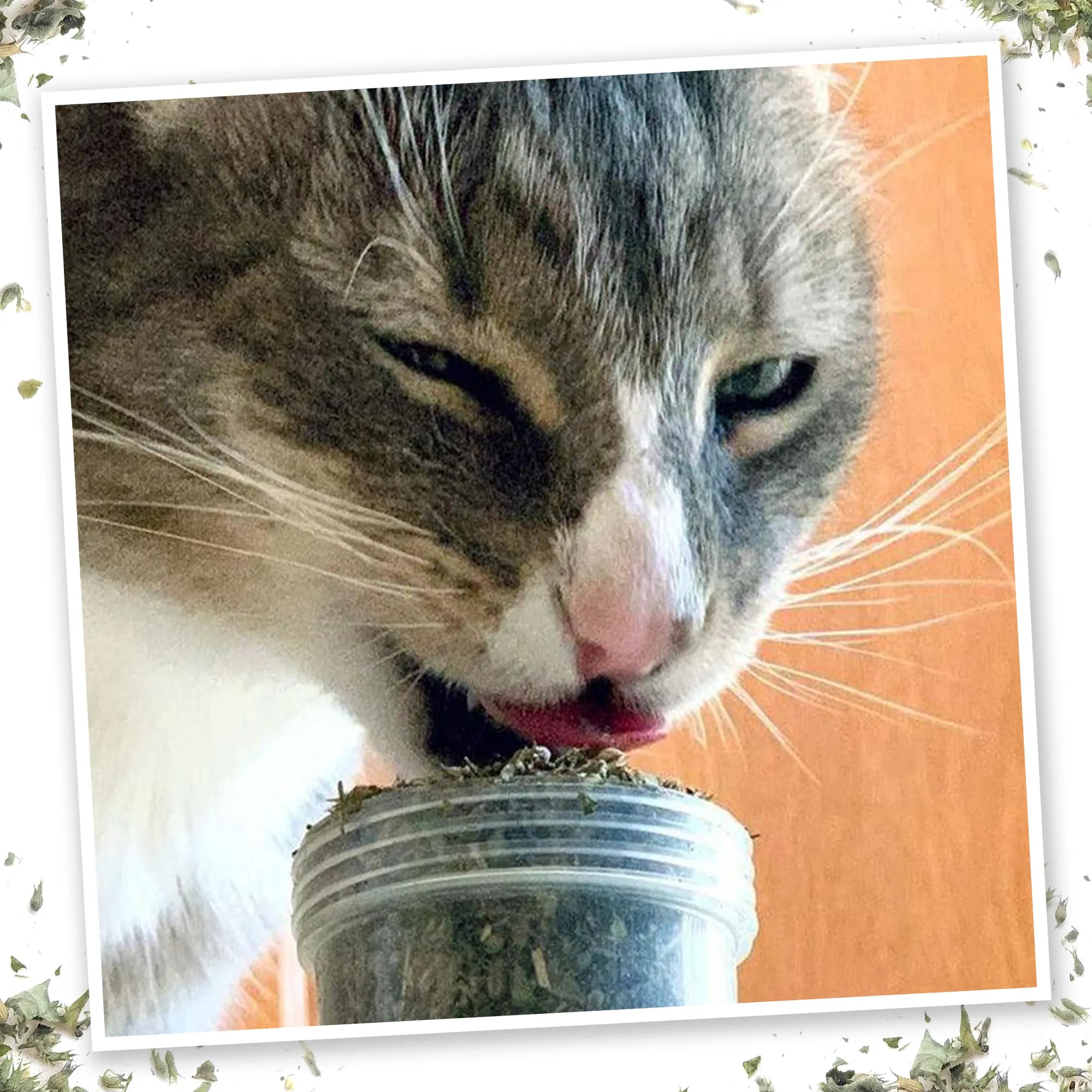 Meowijuana Meowi Waui Catnibas Shake catnip for cats
