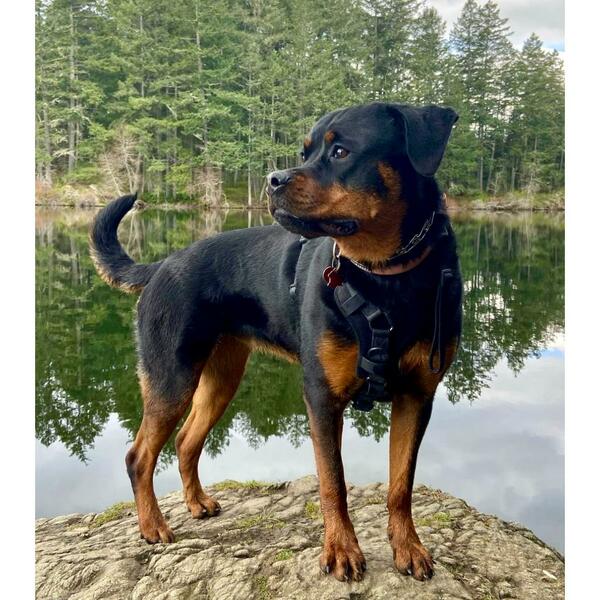 Smellydogz No-Pull Comfort Harness – Black, Large