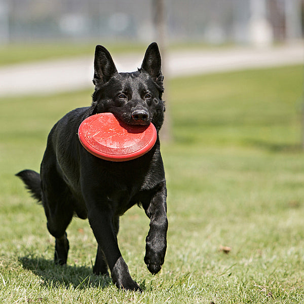 KONG Classic Flyer Dog Toy Small