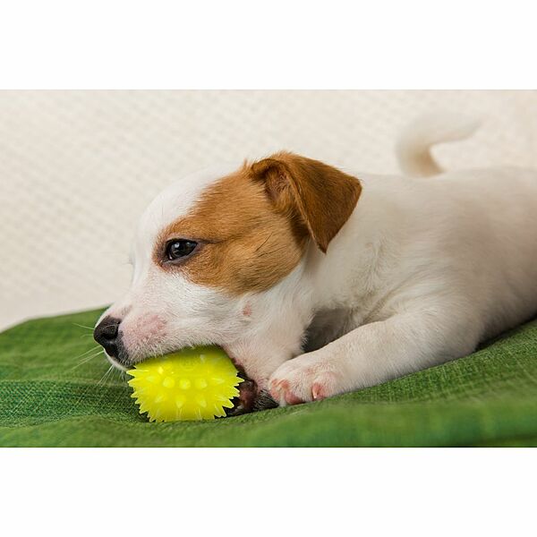 Gnawsome - Squeak & Light Ball 2.5in
