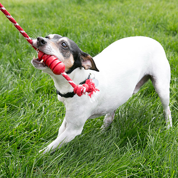 KONG Dental with Rope — Red, Medium