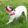 KONG - Dental With Rope Red Medium
