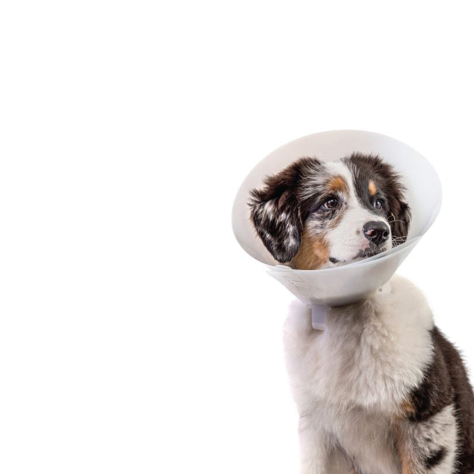 Baxter Clear transparent e-collar cone 15 cm length for dogs