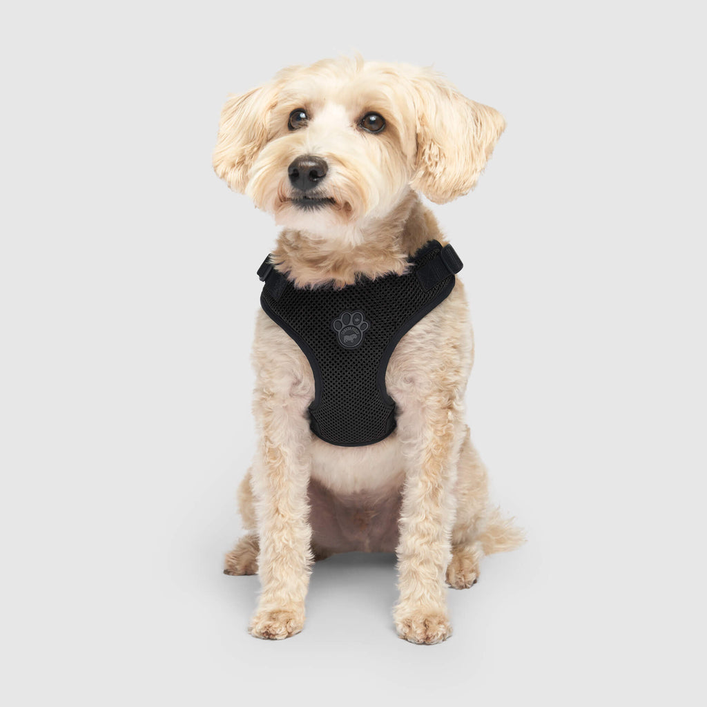 Canada Pooch Core Easy-On Step-In Harness in black, x-small size