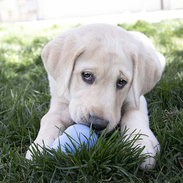 KONG Puppy - X-Small