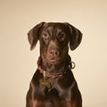 MyFamily Large Basic Gold-Plated Brass Bone ID Tag