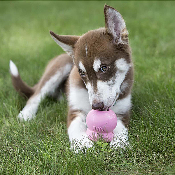 KONG Easy Treat Puppy Chicken Liver Flavor 8 oz