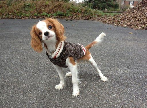 Chilly Dog Boyfriend hand knit wool dog sweater grey large