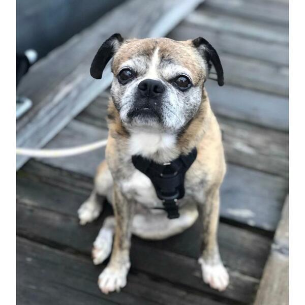 Smellydogz No-Pull Comfort Harness – Black, Small
