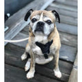 Smellydogz - No-Pull Comfort Harness Black 0.63in Small