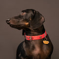 MyFamily Hot Dog Food collection brown pet ID tag, hand-finished in Italy