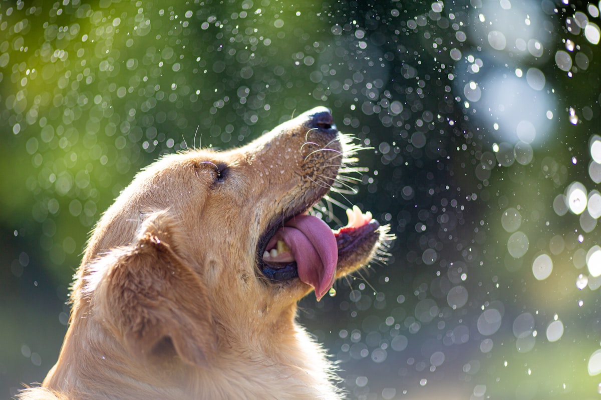Freshly bathed golden retriever with water droplets