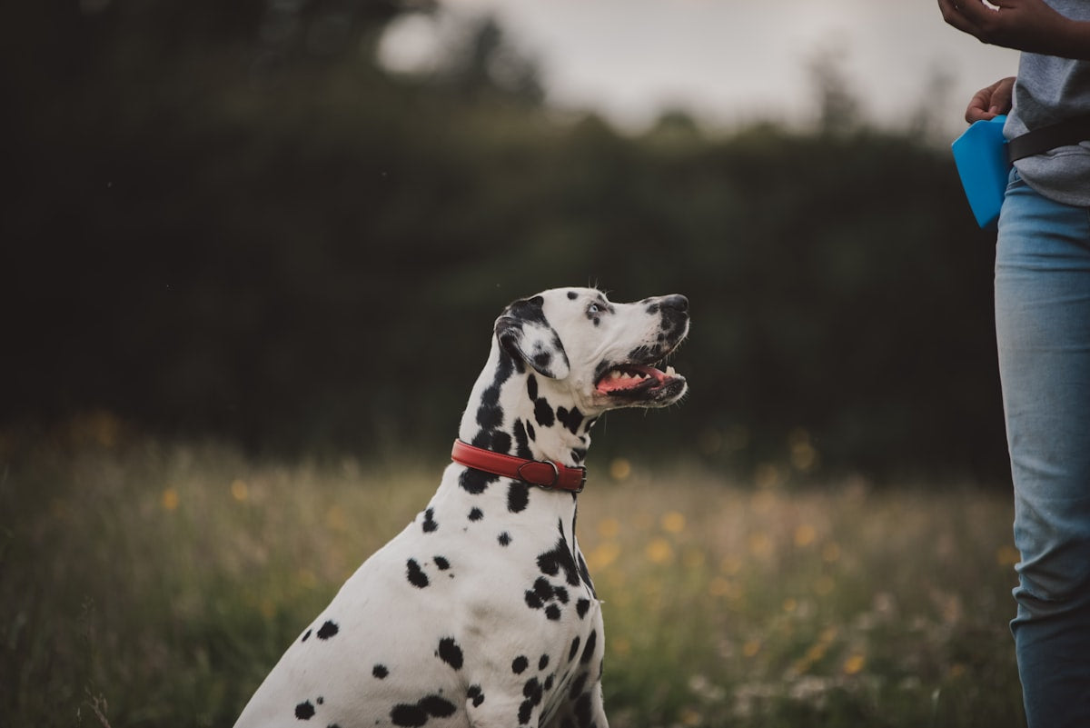 Dalmatian dog sitting in a field with its owner