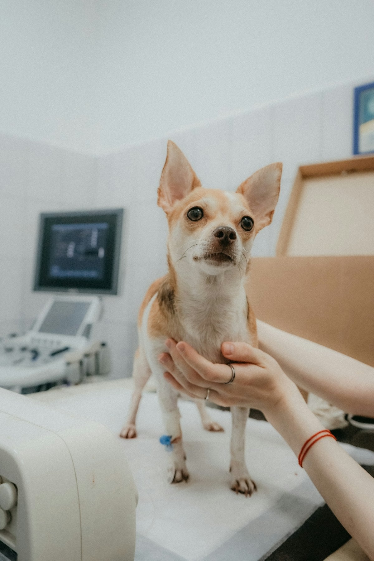 Person holding a small dog for a veterinary check